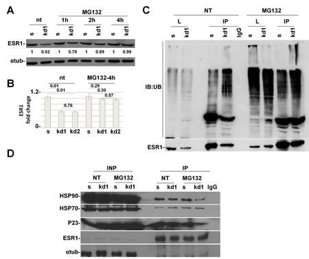 pRb is necessary for HSP90 protein to protect ESR1 from proteasomal degradation.