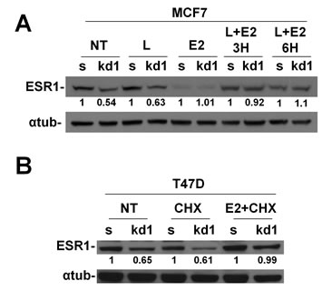 Nuclear accumulation of ESR1 prevents proteasomal degradation in RB1 kd1 cells.