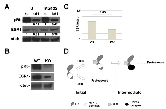 RB1 kd primary human mammary cells and Rb1 KO mice show a reduction in ESR1 protein levels.