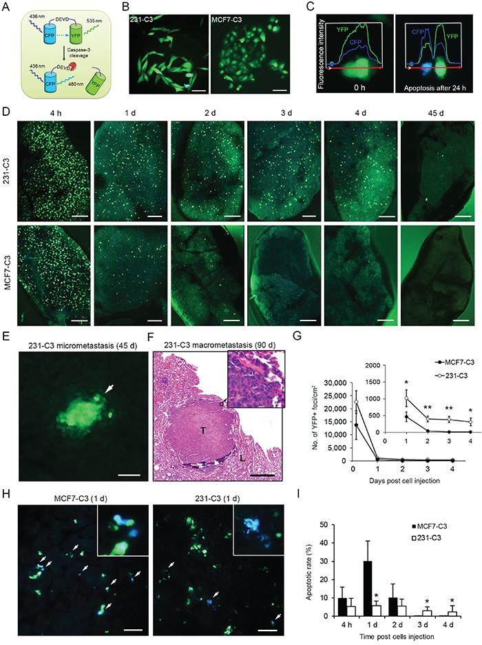 231-C3 cells are more metastatic and durable than MCF7-C3 cells in mice.