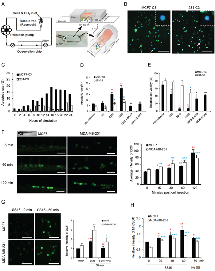 Fluid SS elevated levels of ROS and induced apoptosis in CTCs.