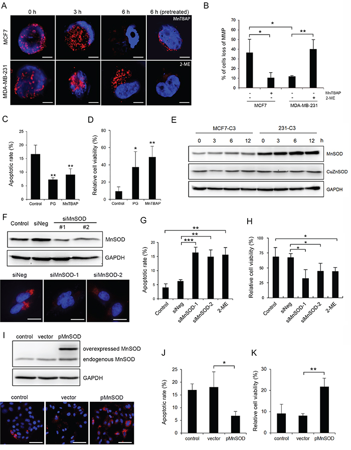 MnSOD protects metastatic cells from SS-induced mitochondrial damage and apoptosis.