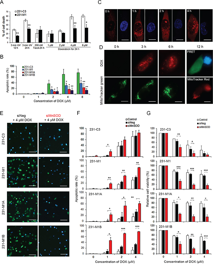 High levels of MnSOD confer resistance to DOX and knockdown of its expression sensitizes cells to DOX treatment.