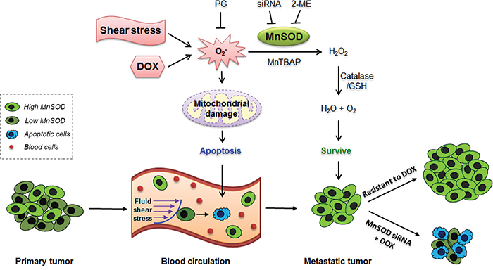 Proposed mechanism of MnSOD in supporting cancer cell survival, metastasis and DOX resistance.