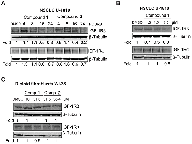 IGF-1R is depleted in NSCLC U-1810 but not in diploid fibroblasts WI-38 when treated with compounds 1 and 2.