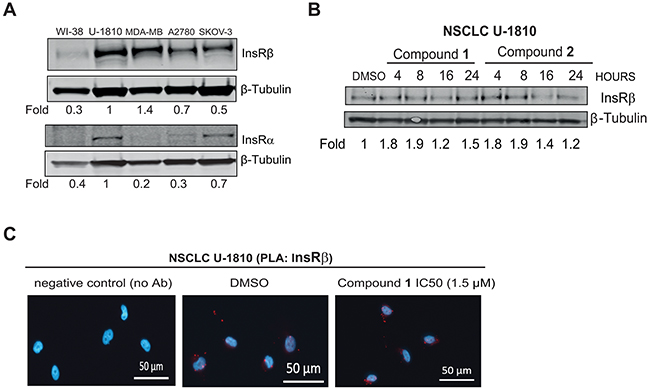 C. vasculum derived compounds cause minor effect on InsR expression in tumor cells.