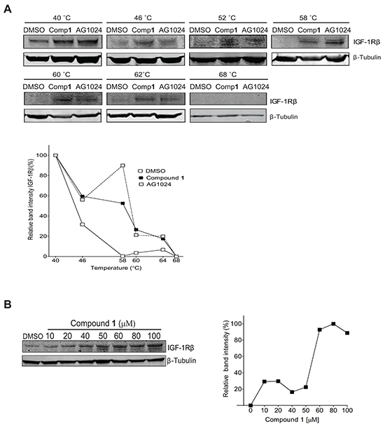 Confirmation of compound 1 binding to IGF-1R &#x03B2; but not EGFR by Cellular Thermal Shift (CETSA) technology.