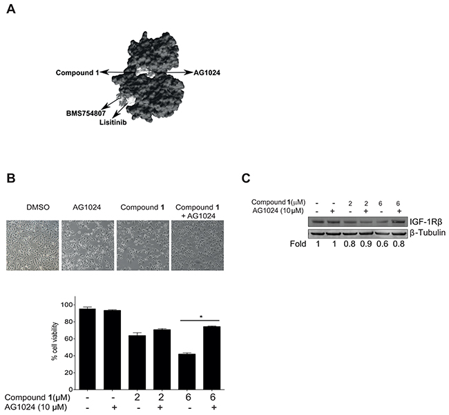 Compound 1 competes with AG1024 for binding to the IGF-1R&#x03B2; kinase domain.