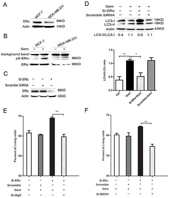 Silence of ER&#x03B1; diminished the gemcitabine-induced autophagy and switched the autophagy from cytotoxic mode to that cytoprotective.