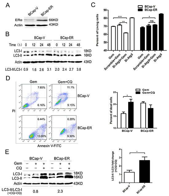 Overexpression of ER&#x03B1; enhanced the gemcitabine-induced autophagy and switched the autophagy from cytoprotective mode to that cytotoxic in the ER-negative BCap-37 breast cancer cells.