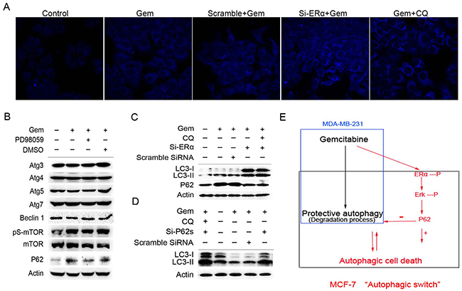 Excessive activation of the P62-mediated autophagic degradation by the phosphorylated ER&#x03B1;-ERK cascades may lead to the autophagic cell death induced by gemcitabine in ER positive MCF-7 cells.