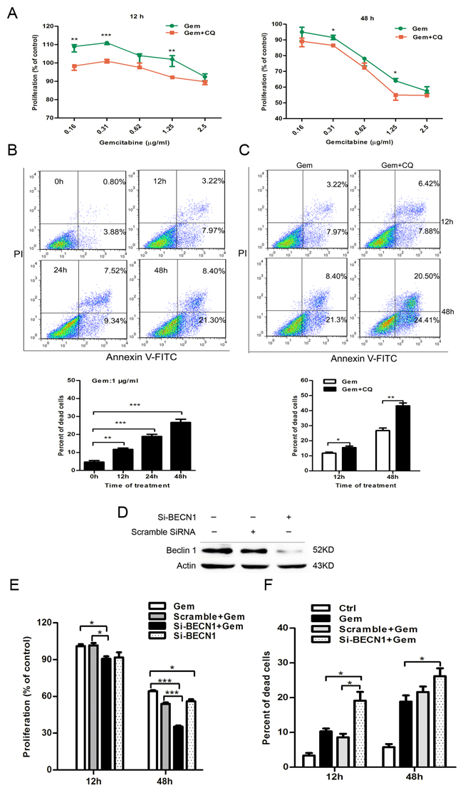Inhibition of autophagy by CQ and si-BECN1 enhanced the cytotoxicity of gemcitabine in ER-negative MDA-MB-231 cells.