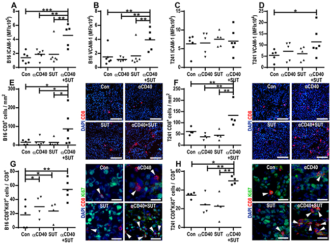 Anti-CD40 and sunitinib therapy synergistically induce endothelial activation and cytotoxic CD8&#x002B; T-cell infiltration into the tumor