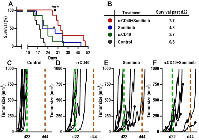 Increased survival of mice bearing B16.F10 melanoma tumors after continued treatment with anti-CD40 mAb in combination with sunitinib