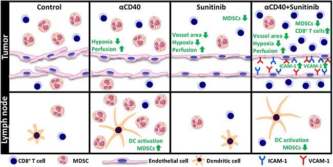 Schematic representation of the combined effects of agonistic anti-CD40 mAb treatment and sunitinib or individual monotherapies in the tumor and tumor draining lymph node
