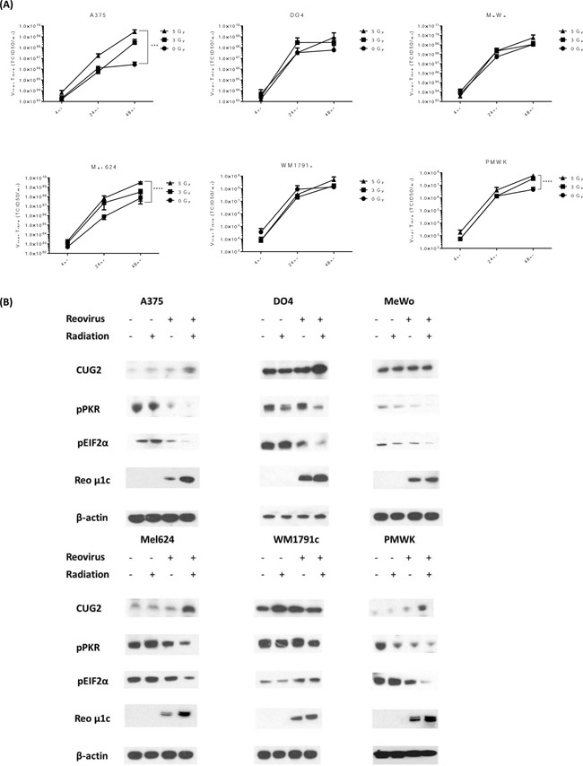 RT increases RT3D viral replication in melanoma cells through the suppression of PKR activation.