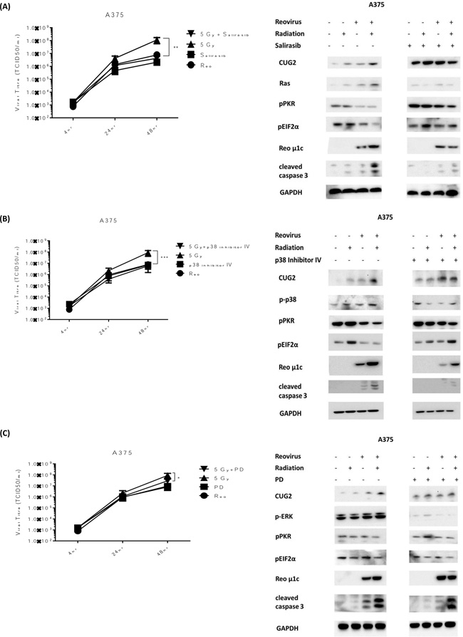 RT-induced viral replication is reversed by inhibition of either Ras or p38.