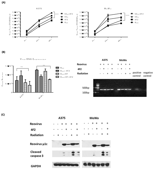 Inhibition of RT3D viral replication decreases apoptotic signalling.