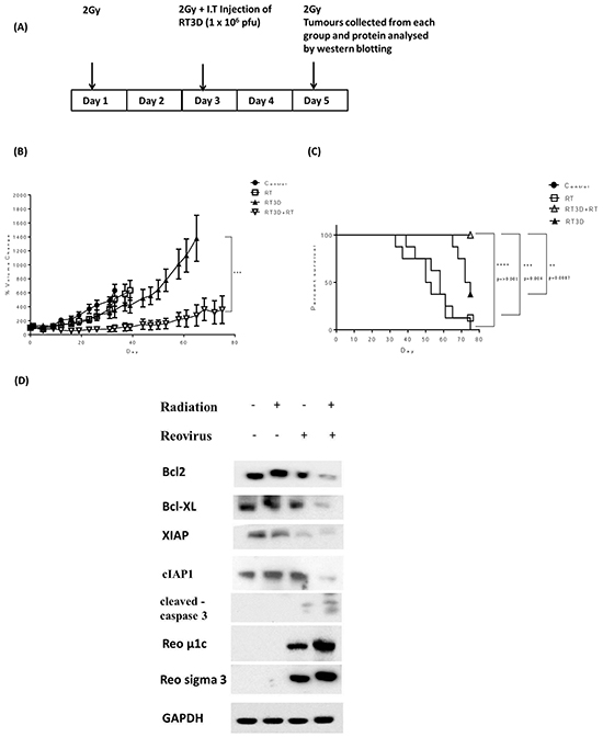 Combined RT3D and RT therapy enhances tumour reduction in V600EBRAF mutant melanoma in vivo.