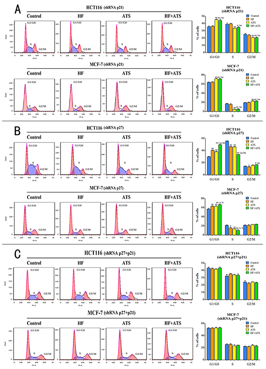 Both p21Cip1 and p27Kip1 are required for HF-ATS combination-induced cell cycle arrest.