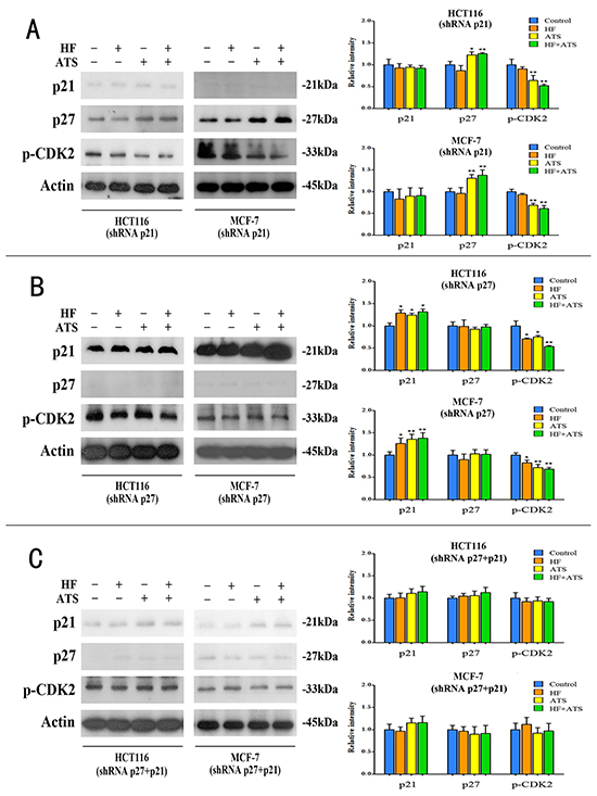 HF, ATS and HF-ATS combination differentially modulated p21Cip1, p27Kip1 and phospho-CDK2 in p21Cip1 or/and p27Kip1 knockdown cells.