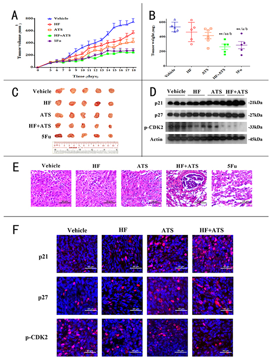 HF&#x2013;ATS combination exhibited synergistic anticancer activity in CRC xenograft nude mice.