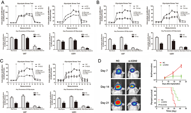 EZH2 promotes glioma cell aerobic glycolysis.