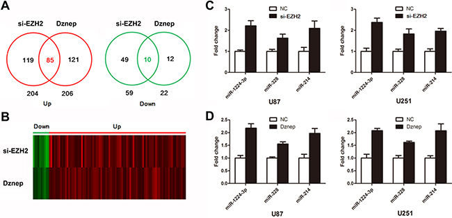 Identification of EZH2-targeting miRNAs.