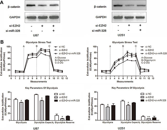 MiR-328 is crucial for EZH2/&#x03B2;-catenin signaling in glucose metabolism.