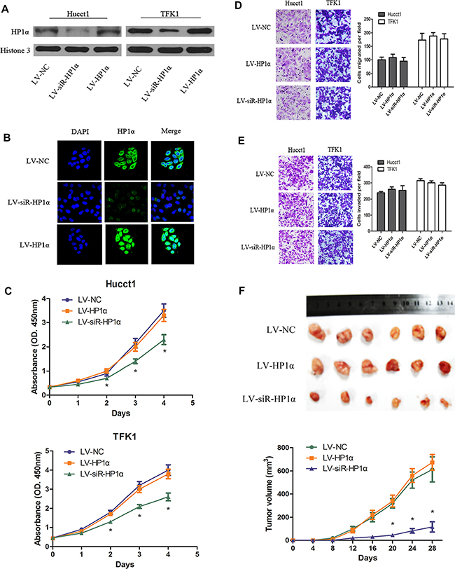 Downregulation of HP1&#x03B1; suppresses CCA proliferation in vitro and in vivo