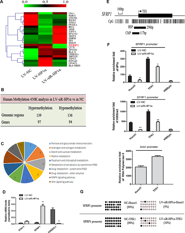 HP1&#x03B1; regulates chromatin modifications of SFRP1 promoter.