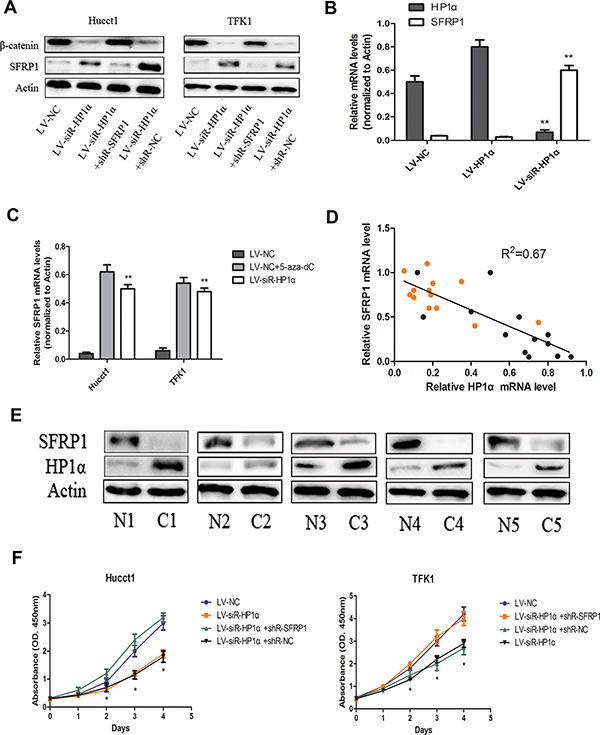 Downregulation of HP1&#x03B1; suppresses proliferation of CCA cells through the restoration of SFRP1 expression.
