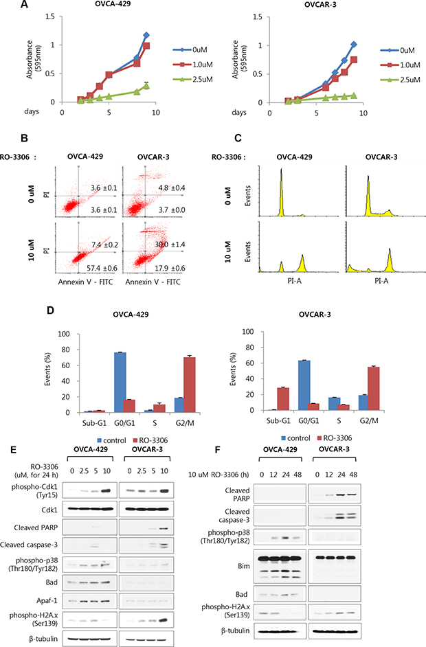 RO-3306 as a potent Cdk1 inhibitor inhibits cell growth via induction of apoptosis and G2/M arrest in OVCA-429 and OVCAR-3 cells.