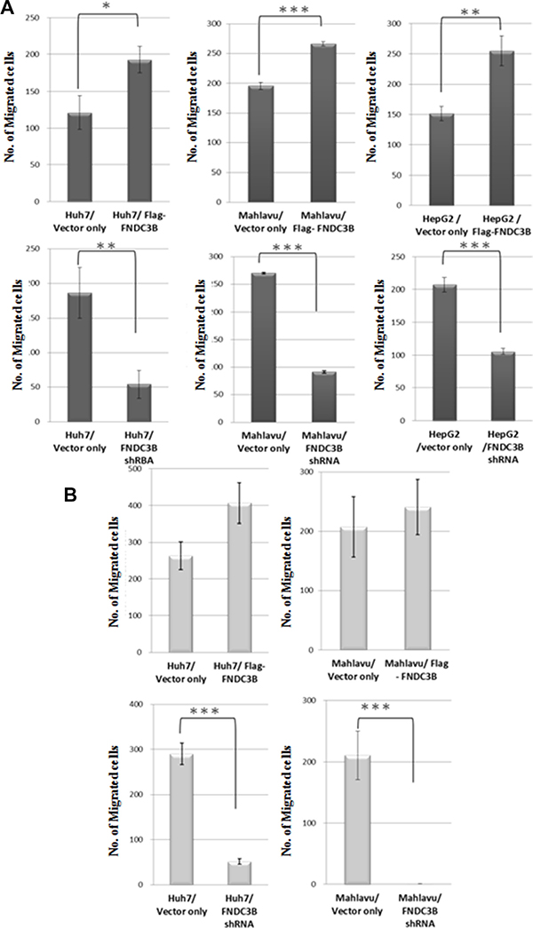 FNDC3B enhanced cell migration and invasion.