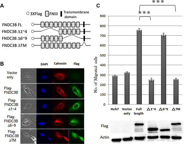 FNIII domains 1&#x2013;4 were essential for FNDC3B to enhance cell migration and invasion.