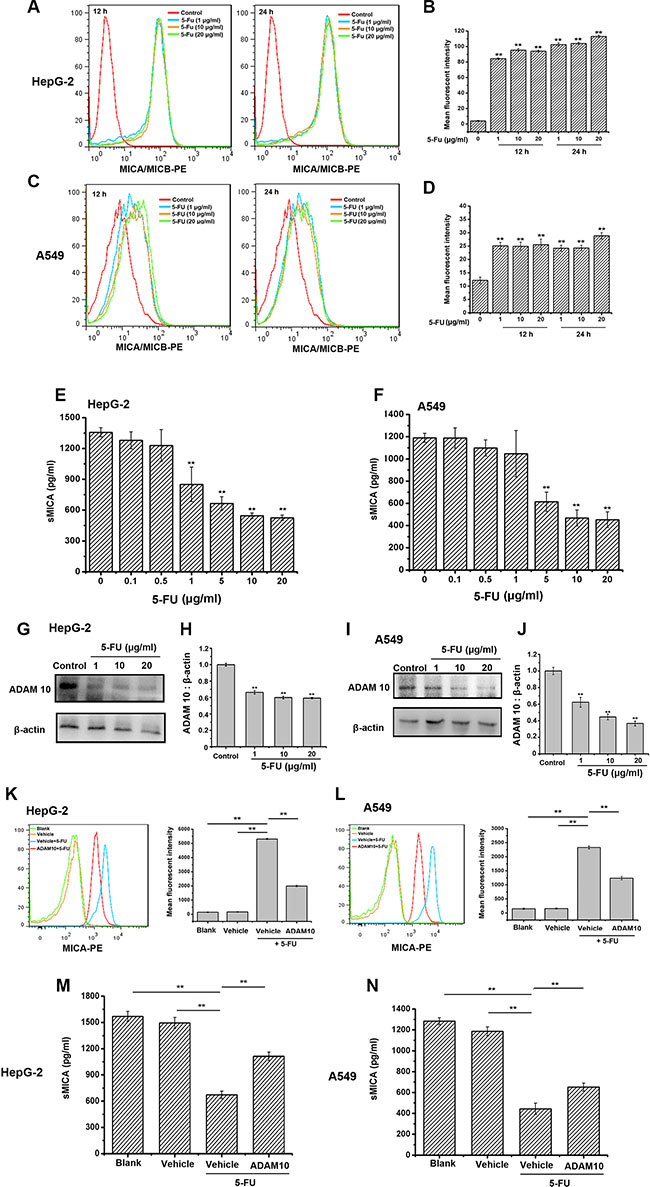 5-FU enhances and maintains the expression of membrane MICA on HepG-2 and A549 cells by preventing ADAM10 expression.