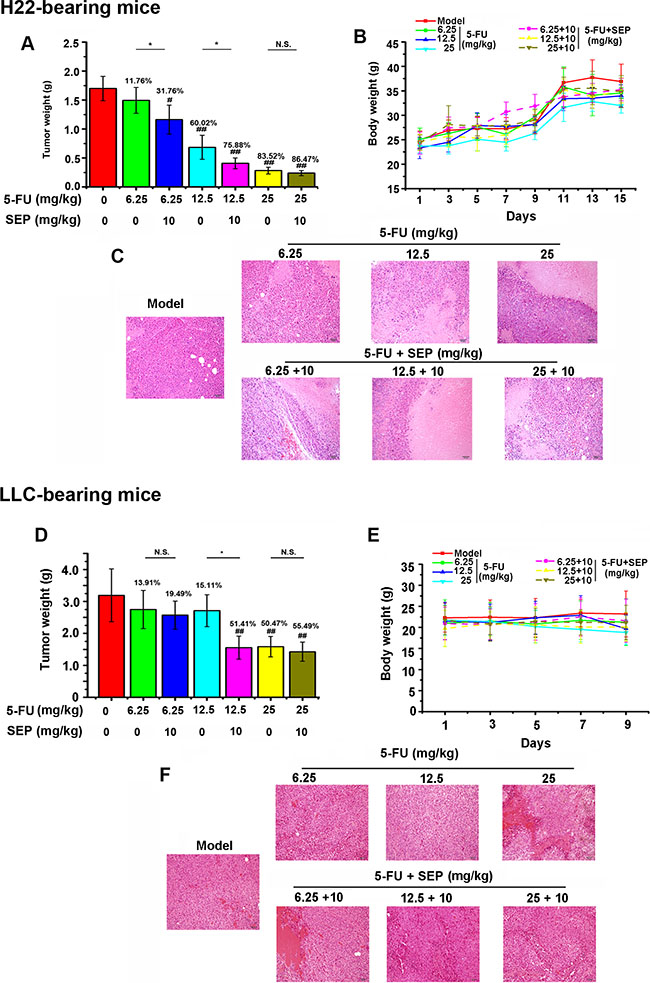 The antitumor effect of 5-FU is enhanced after being combined with SEP in H22- or LLC-bearing mice.