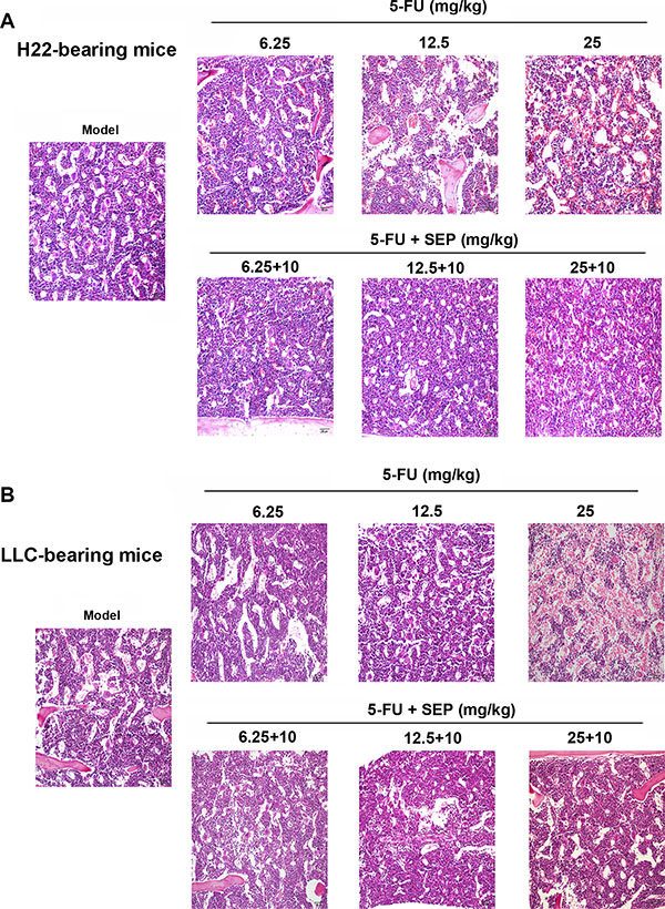 Inhibition of hematopoietic functions in bone marrow caused by 5-FU are restored in the SEP combined treatment group in vivo.