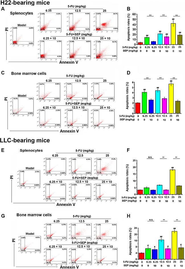 5-FU-induced apoptosis in splenocytes and bone marrow cells are impaired in vivo.