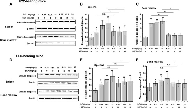 5-FU-activated caspase-3 is prevented in splenocytes and bone marrow cells in vivo.