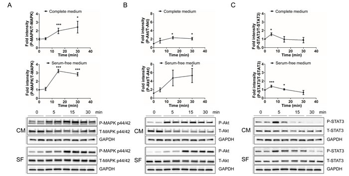 HNG rapidly increases the phosphorylation of MAPK p44/42 (ERK 1/2), AKT, and STAT3 in SH-SY5Y cells.