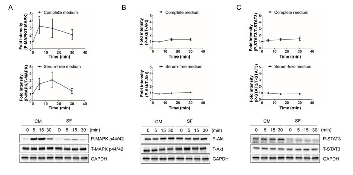 HNG rapidly increase the phosphorylation of MAPK p44/42 (ERK1/2) in HEK293 cells.