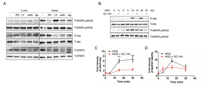 Inhibitors block the HNG-mediated activation of ERK, AKT, and STAT3. (