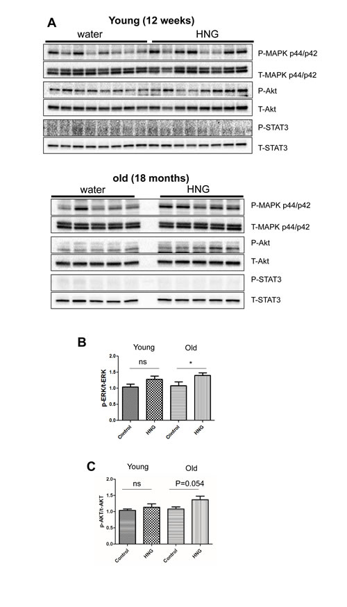 HNG increases AKT and ERK phosphorylation in the hippocampus of old mice. (