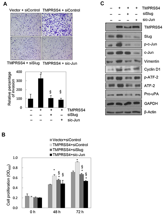 Slug and c-Jun were required for TMPRSS4-mediated invasion and proliferation.