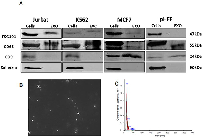 Validation of exosome isolation.