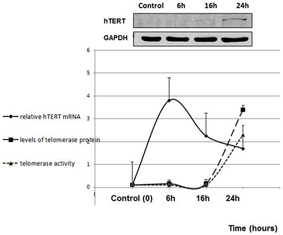 De novo telomerase activity in pHFF cells following Jurkat cells derived exosomal exposure.
