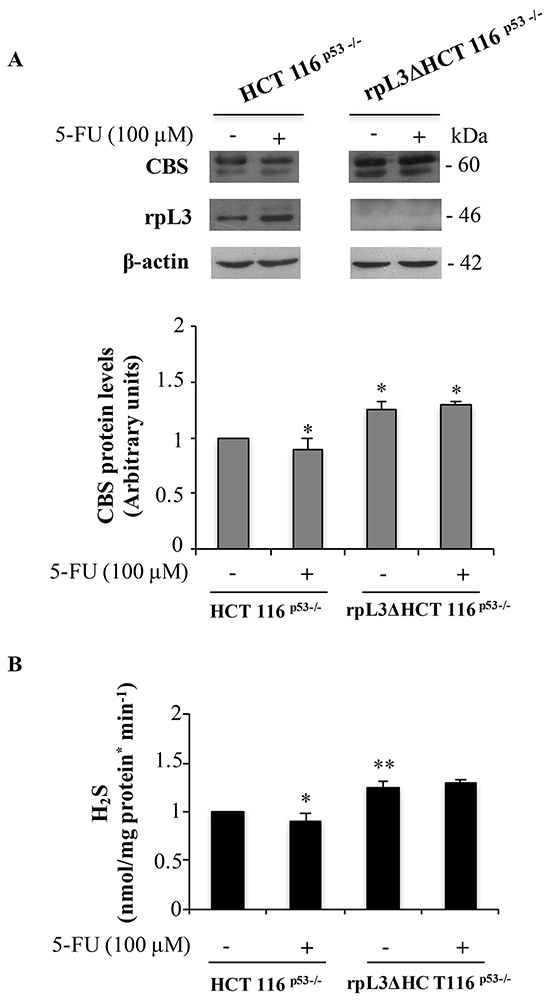 5-FU induced rpL3 down-regulates CBS expression levels and H2S production.