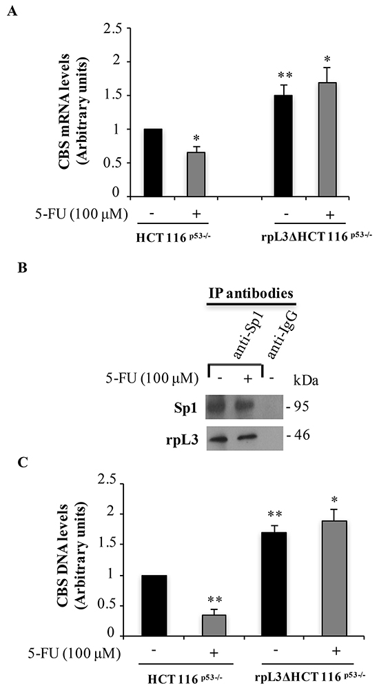 Upon 5-FU treatment, the interaction of rpL3 with Sp1 impairs its binding to CBS promoter and leads to a decrease of CBS mRNA levels.