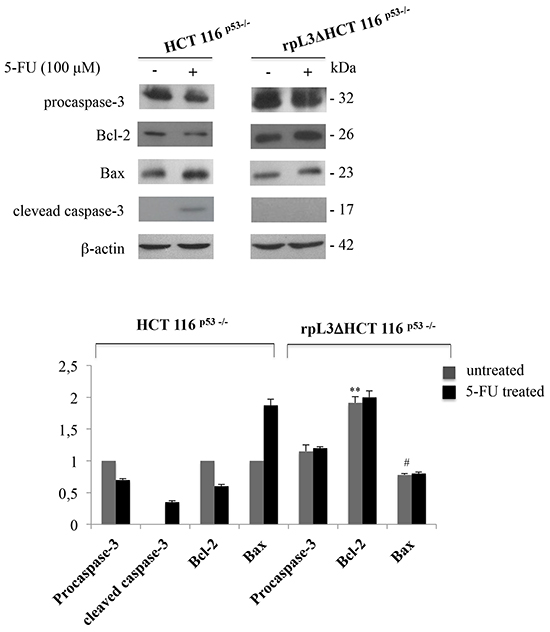 rpL3 activates mitochondrial apoptosis upon 5-FU treatment.